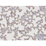 Immunohistochemistry - HADH Antibody from Signalway Antibody (32148) - Antibodies.com