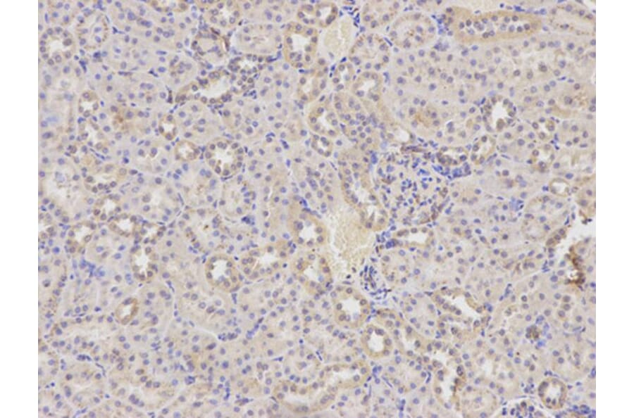 Immunohistochemistry - HADH Antibody from Signalway Antibody (32148) - Antibodies.com