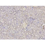 Immunohistochemistry - HADH Antibody from Signalway Antibody (32148) - Antibodies.com