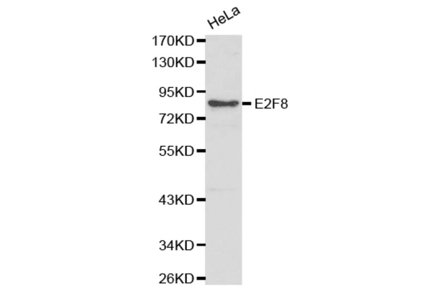 Western blot - E2F8 Antibody from Signalway Antibody (32173) - Antibodies.com