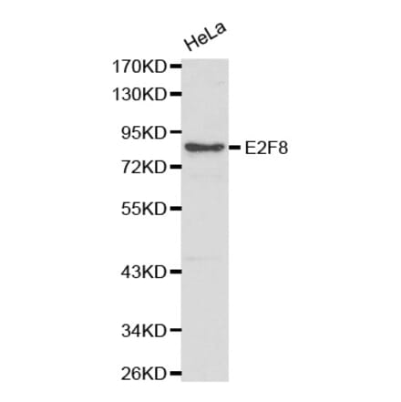 Western blot - E2F8 Antibody from Signalway Antibody (32173) - Antibodies.com