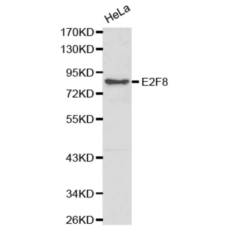 Western blot - E2F8 Antibody from Signalway Antibody (32173) - Antibodies.com