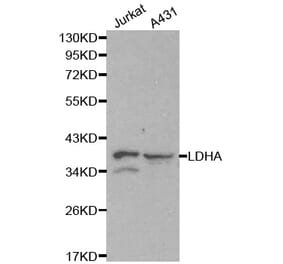Western blot - LDHA Antibody from Signalway Antibody (32182) - Antibodies.com