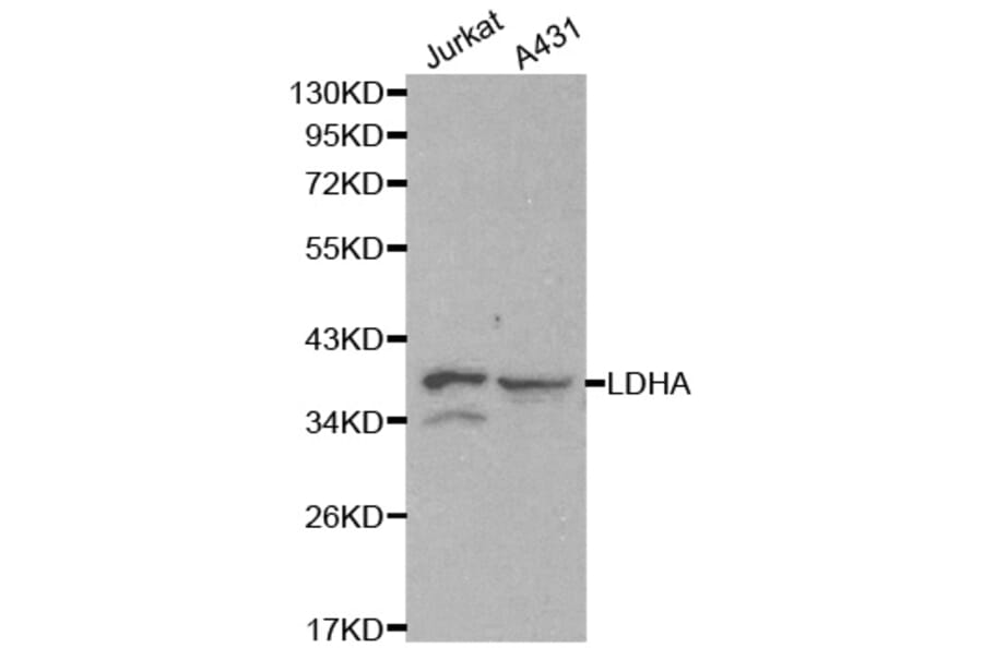 Western blot - LDHA Antibody from Signalway Antibody (32182) - Antibodies.com