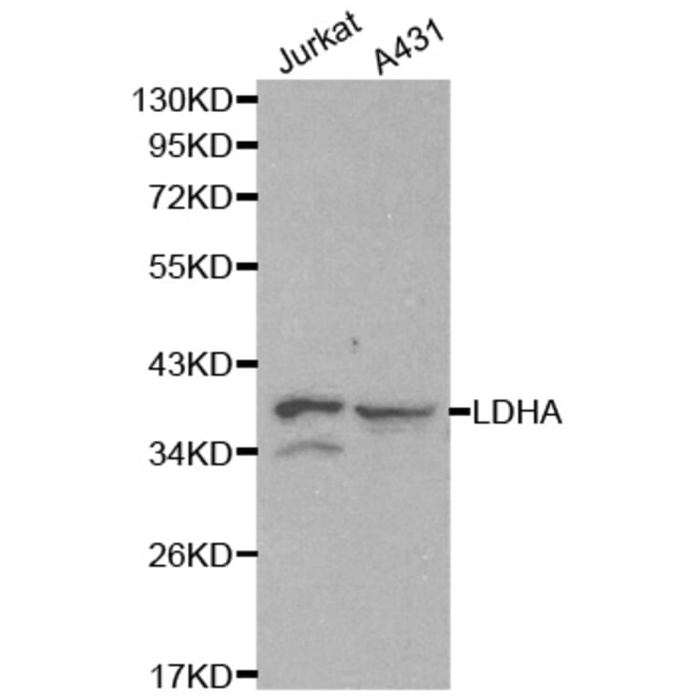 Western blot - LDHA Antibody from Signalway Antibody (32182) - Antibodies.com