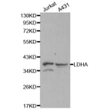 Western blot - LDHA Antibody from Signalway Antibody (32182) - Antibodies.com