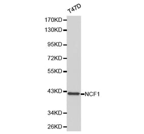 Western blot - NCF1 Antibody from Signalway Antibody (32183) - Antibodies.com