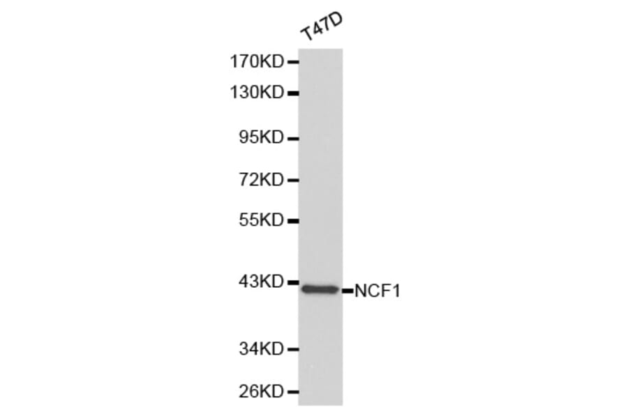 Western blot - NCF1 Antibody from Signalway Antibody (32183) - Antibodies.com