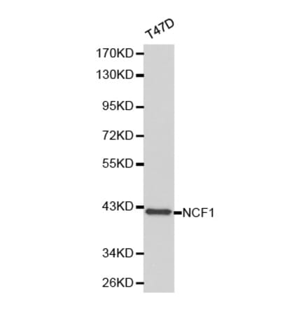 Western blot - NCF1 Antibody from Signalway Antibody (32183) - Antibodies.com