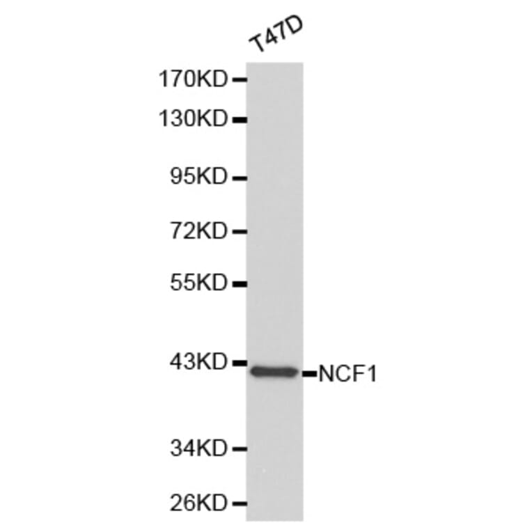 Western blot - NCF1 Antibody from Signalway Antibody (32183) - Antibodies.com
