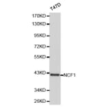 Western blot - NCF1 Antibody from Signalway Antibody (32183) - Antibodies.com