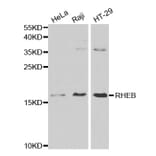 Western blot - RHEB Antibody from Signalway Antibody (32196) - Antibodies.com