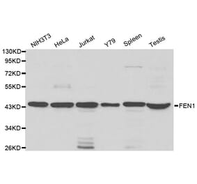 Western blot - FEN1 Antibody from Signalway Antibody (32204) - Antibodies.com