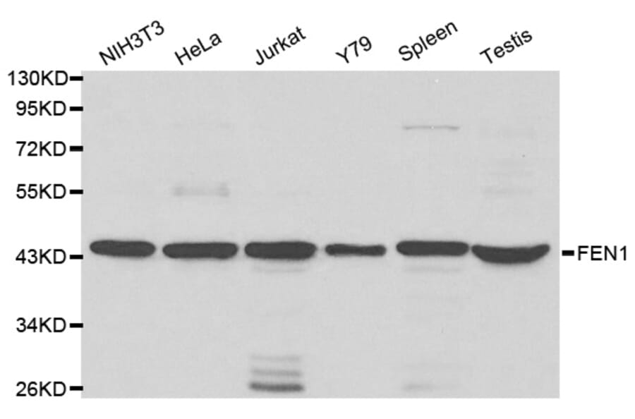 Western blot - FEN1 Antibody from Signalway Antibody (32204) - Antibodies.com