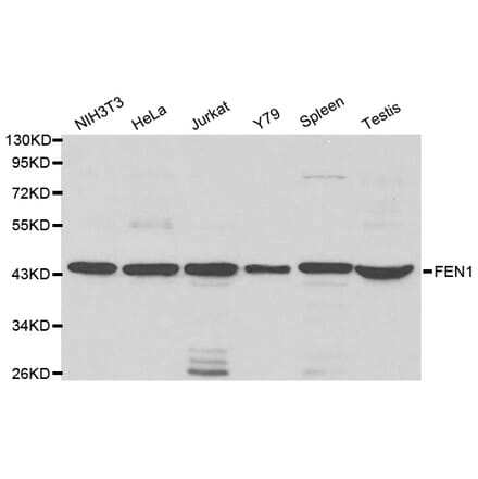 Western blot - FEN1 Antibody from Signalway Antibody (32204) - Antibodies.com