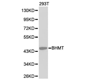 Western blot - BHMT Antibody from Signalway Antibody (32234) - Antibodies.com