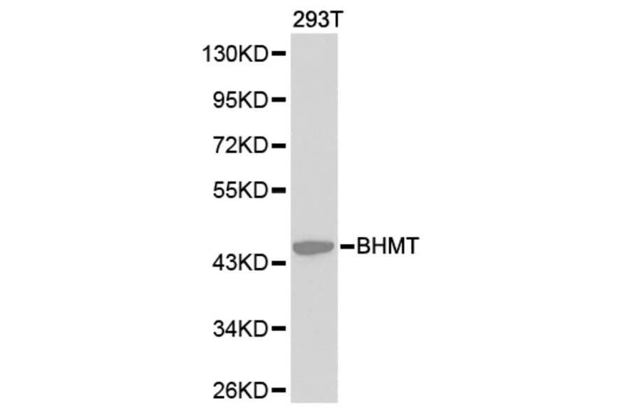 Western blot - BHMT Antibody from Signalway Antibody (32234) - Antibodies.com