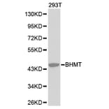 Western blot - BHMT Antibody from Signalway Antibody (32234) - Antibodies.com