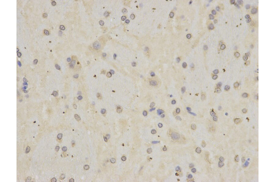 Immunohistochemistry - APOH Antibody from Signalway Antibody (32237) - Antibodies.com