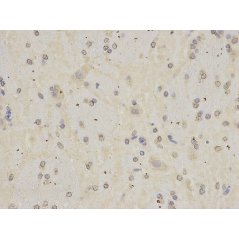 Immunohistochemistry - APOH Antibody from Signalway Antibody (32237) - Antibodies.com