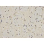 Immunohistochemistry - APOH Antibody from Signalway Antibody (32237) - Antibodies.com