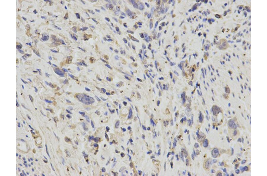 Immunohistochemistry - APOH Antibody from Signalway Antibody (32237) - Antibodies.com