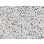 Immunohistochemistry - APOH Antibody from Signalway Antibody (32237) - Antibodies.com