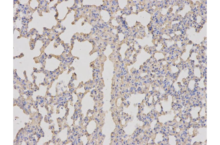 Immunohistochemistry - BDNF Antibody from Signalway Antibody (32263) - Antibodies.com
