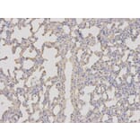 Immunohistochemistry - BDNF Antibody from Signalway Antibody (32263) - Antibodies.com