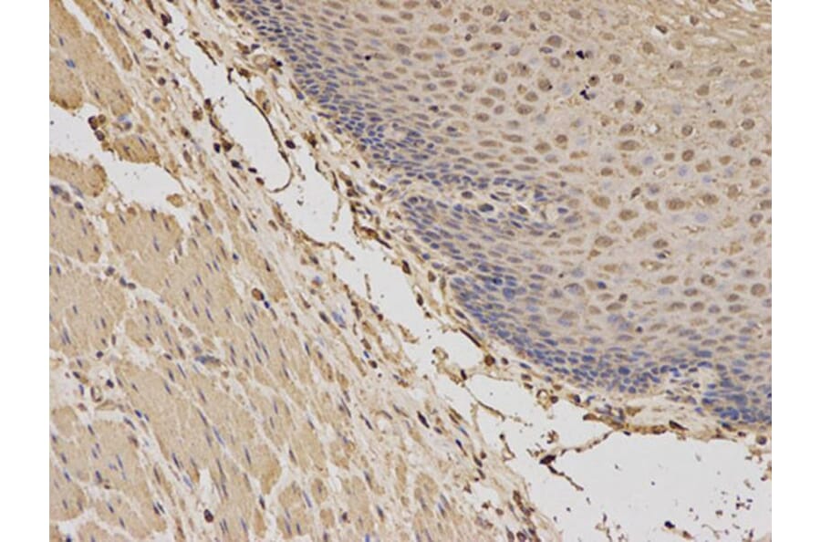 Immunohistochemistry - BDNF Antibody from Signalway Antibody (32263) - Antibodies.com
