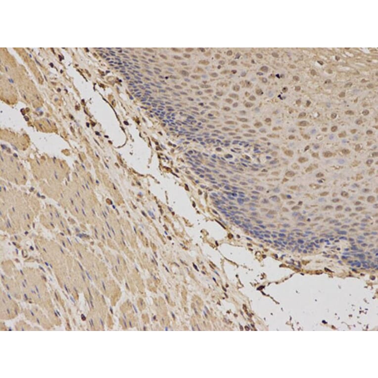 Immunohistochemistry - BDNF Antibody from Signalway Antibody (32263) - Antibodies.com