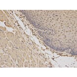 Immunohistochemistry - BDNF Antibody from Signalway Antibody (32263) - Antibodies.com