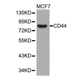 Western blot - CD44 Antibody from Signalway Antibody (32267) - Antibodies.com