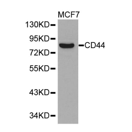 Western blot - CD44 Antibody from Signalway Antibody (32267) - Antibodies.com