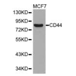 Western blot - CD44 Antibody from Signalway Antibody (32267) - Antibodies.com