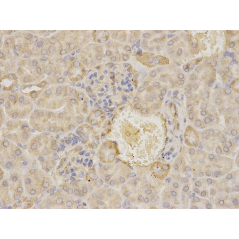 Immunohistochemistry - MAOA Antibody from Signalway Antibody (32268) - Antibodies.com