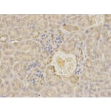 Immunohistochemistry - MAOA Antibody from Signalway Antibody (32268) - Antibodies.com