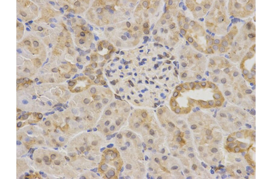 Immunohistochemistry - MAOA Antibody from Signalway Antibody (32268) - Antibodies.com