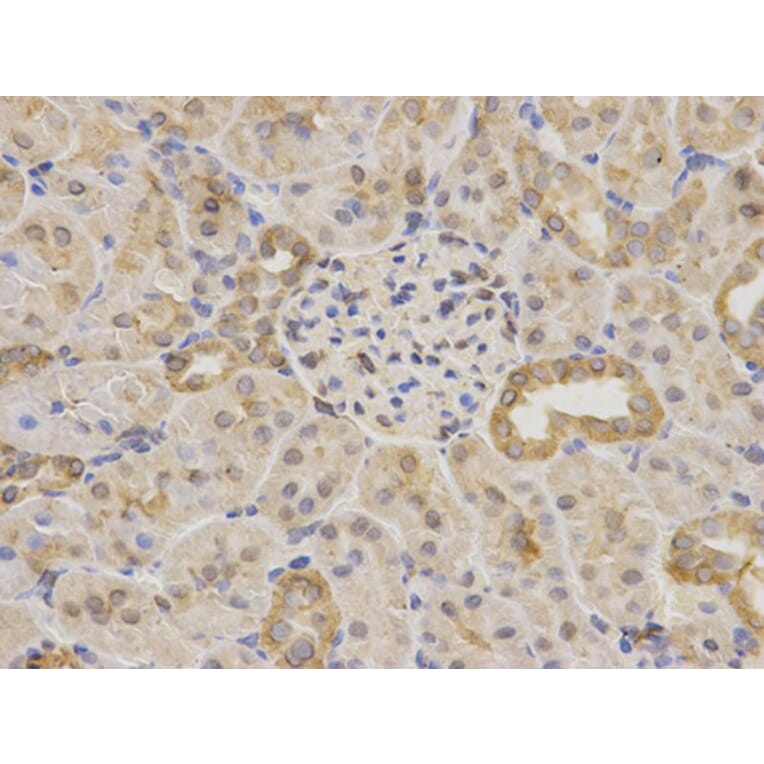 Immunohistochemistry - MAOA Antibody from Signalway Antibody (32268) - Antibodies.com