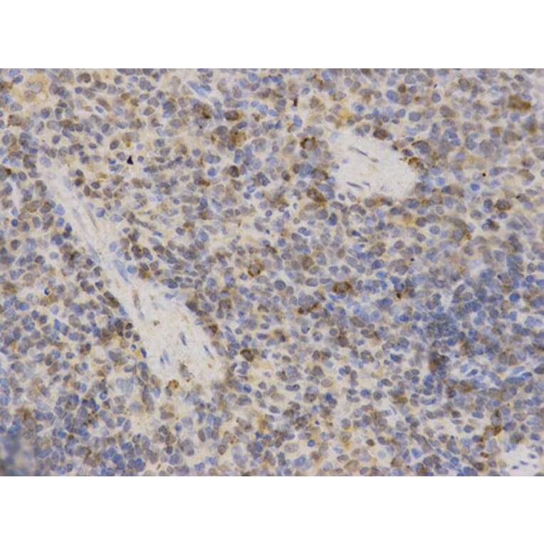 Immunohistochemistry - MAOA Antibody from Signalway Antibody (32268) - Antibodies.com