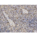 Immunohistochemistry - MAOA Antibody from Signalway Antibody (32268) - Antibodies.com