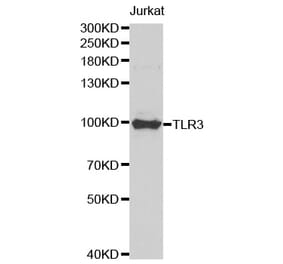 Western blot - TLR3 Antibody from Signalway Antibody (32281) - Antibodies.com