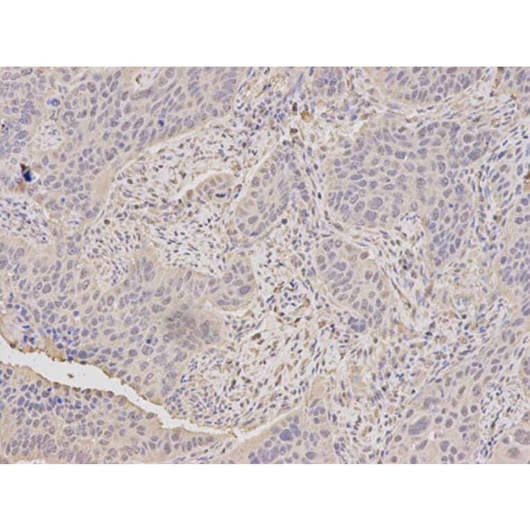 Immunohistochemistry - TLR3 Antibody from Signalway Antibody (32281) - Antibodies.com