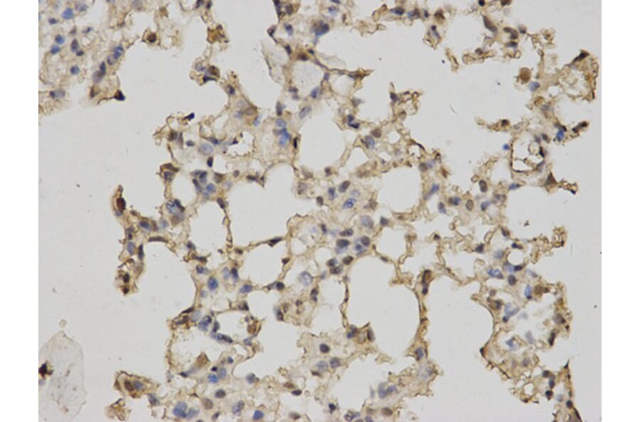 Immunohistochemistry - RBP4 Antibody from Signalway Antibody (32334) - Antibodies.com