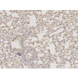 Immunohistochemistry - DHFR Antibody from Signalway Antibody (32336) - Antibodies.com