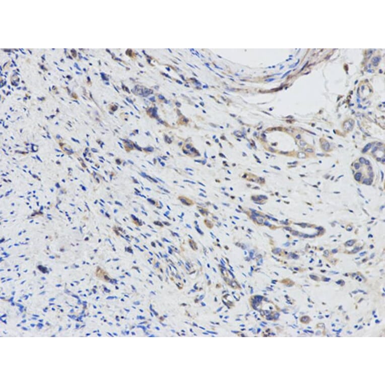 Immunohistochemistry - DPYD Antibody from Signalway Antibody (32346) - Antibodies.com