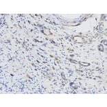 Immunohistochemistry - DPYD Antibody from Signalway Antibody (32346) - Antibodies.com