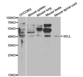 Western blot - SELL Antibody from Signalway Antibody (32348) - Antibodies.com
