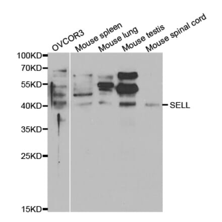 Western blot - SELL Antibody from Signalway Antibody (32348) - Antibodies.com