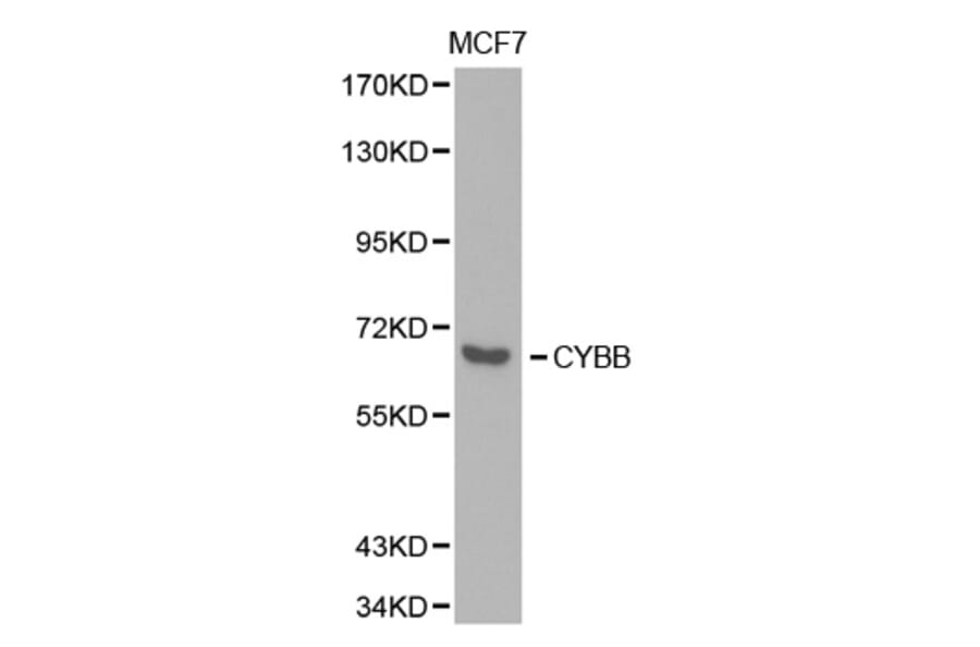 Western blot - CYBB Antibody from Signalway Antibody (32357) - Antibodies.com